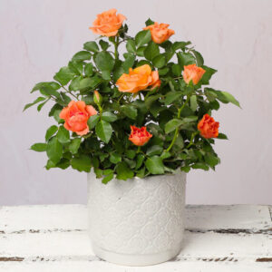 Orange Rose in Ceramic Pot