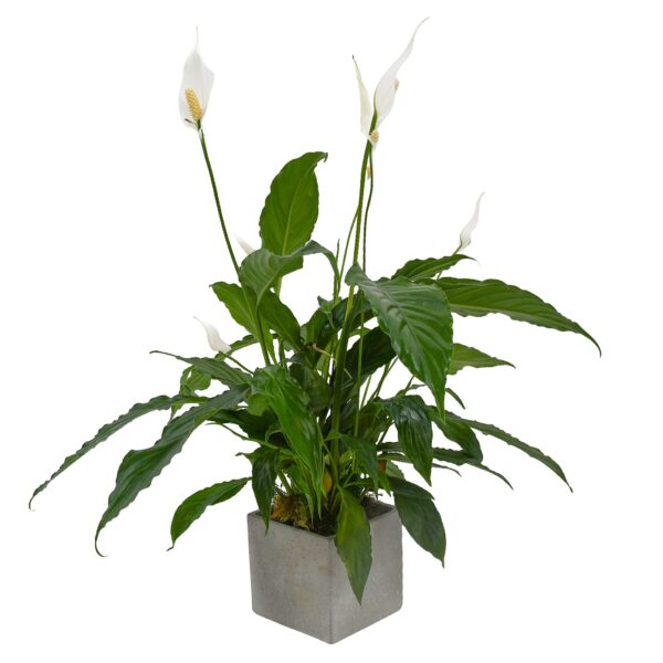 Peace Lily