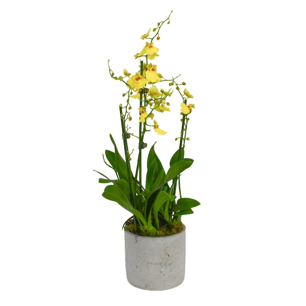 Oncidium Orchids