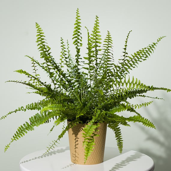 Boston Fern Plant