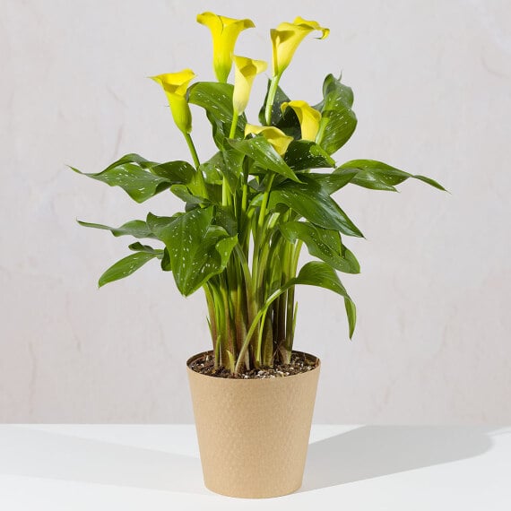 Yellow Calla Lily in Seagrass Pot