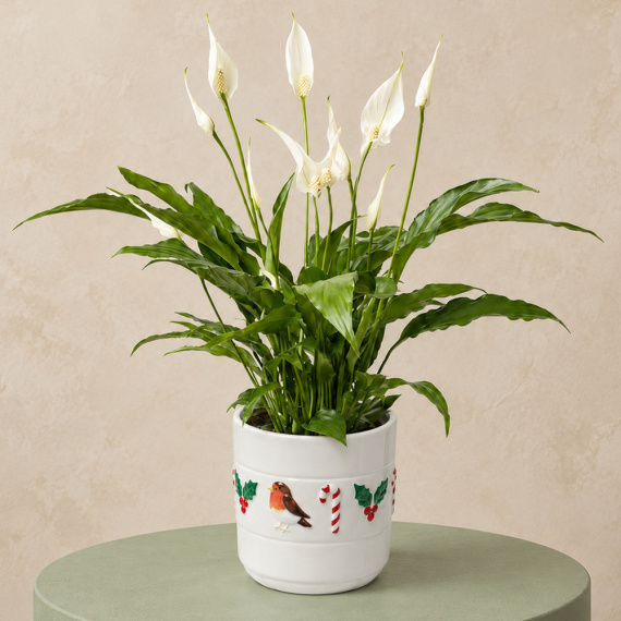 Peace Lily in Christmas Pot